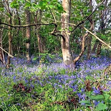 Brinkzicht De Koog (Texel)